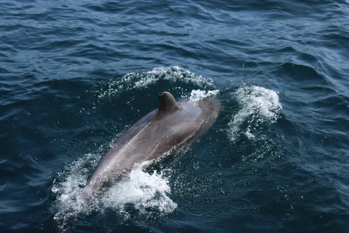 Dolphin Watching ( Group Tour )